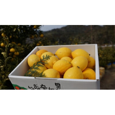 【低農薬・ノーワックス】国産レモン 3kg/和歌山県日高川町産