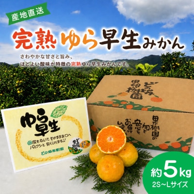 樹上完熟!濃厚な甘みの完熟ゆら早生みかん5kg(2S～Lサイズ)/和歌山県日高川町産
