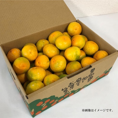 樹上完熟!濃厚な甘みの完熟ゆら早生みかん5kg(2S～Lサイズ)/和歌山県日高川町産
