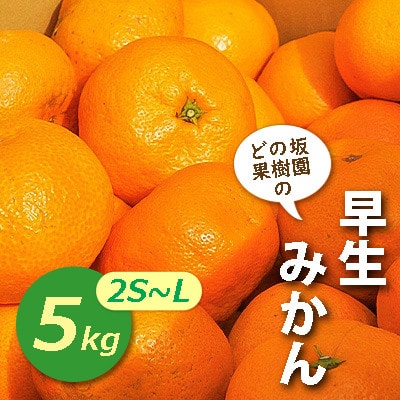 早生みかん5kg(2S～Lサイズ)