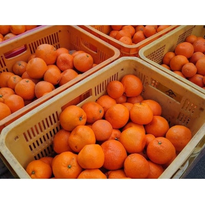甘い!旨い!早生みかん5kg(家庭用・ワケあり・大玉中心)/和歌山県日高川町産
