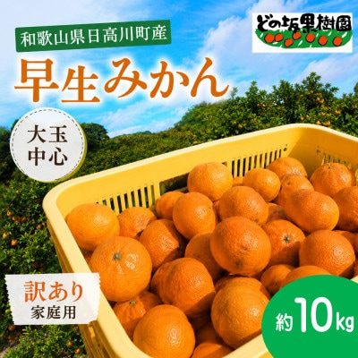 甘い!旨い!早生みかん10kg(家庭用・ワケあり・大玉中心)/和歌山県日高川町産