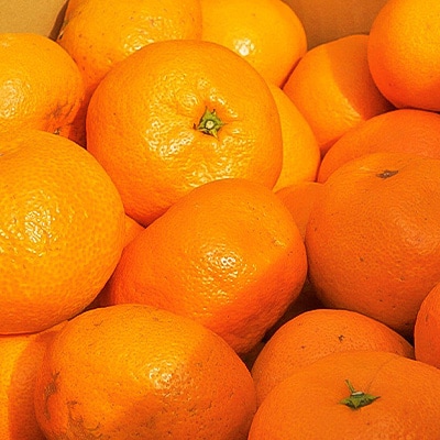 早生みかん10kg(家庭用・ワケあり・玉数おまかせ)