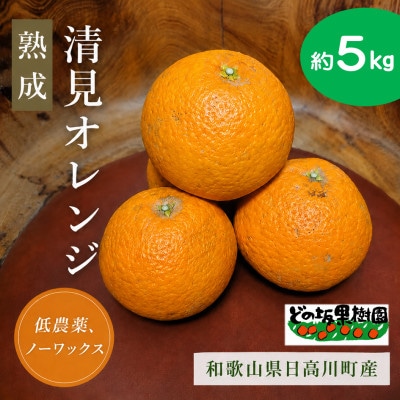 【熟成】清見オレンジ　秀品　5kg/和歌山県日高川町産　※温州みかん×オレンジ