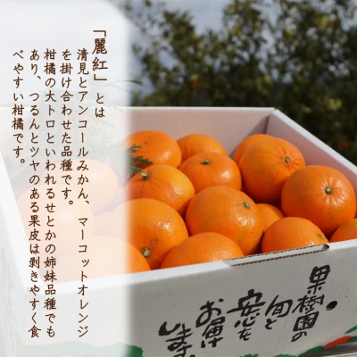 高級柑橘「麗紅」5kg(家庭用・ワケあり・小玉中心)芳醇な香りと贅沢な果汁が溢れ出す!/どの坂果樹園