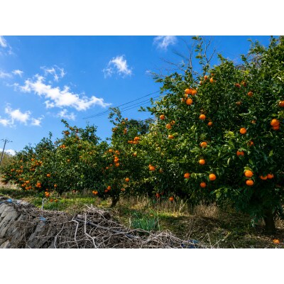 高級柑橘「麗紅」5kg(家庭用・ワケあり・小玉中心)芳醇な香りと贅沢な果汁が溢れ出す!/どの坂果樹園