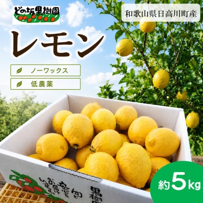 【低農薬・ノーワックス】国産レモン 5kg/和歌山県日高川町産