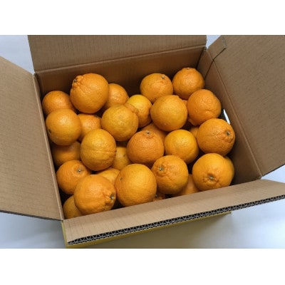 【家庭用】不知火　10kg