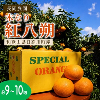 樹上(木なり)完熟　紅八朔　約9～10kg/和歌山県日高川町産