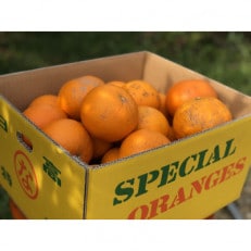 【訳あり】紅八朔(約9～10kg) | ふるさと納税のお礼品