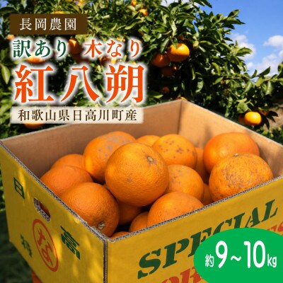 【訳あり】樹上(木なり)完熟　紅八朔　約9～10kg/和歌山県日高川町産