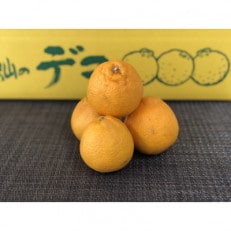 小玉 不知火(5kg)