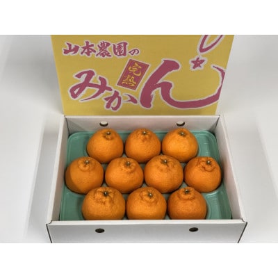 高級 不知火 化粧箱入り【3kg 10玉】
