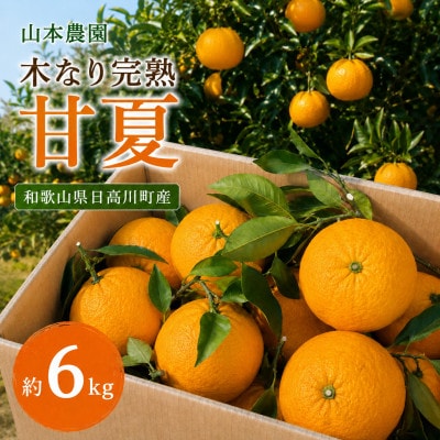 爽やかな酸味!木なり完熟　甘夏　約6kg　和歌山県日高川町産/みかん