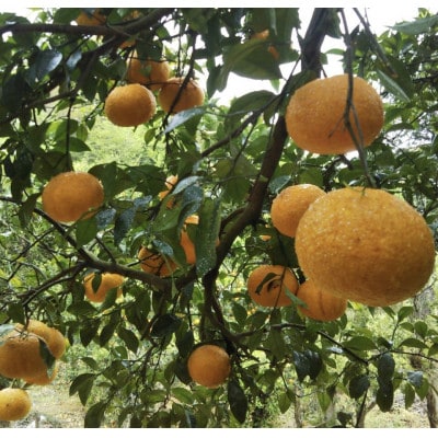 爽やかな酸味!木なり完熟　甘夏　約6kg　和歌山県日高川町産/みかん