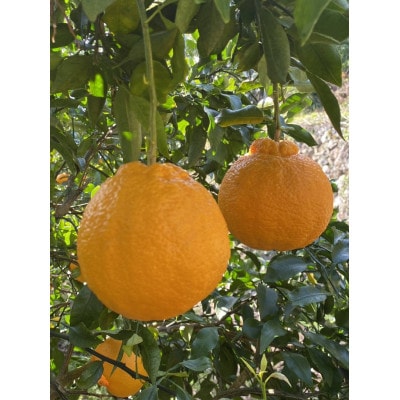 完熟不知火【5kg】家庭用
