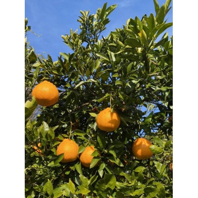 完熟不知火【5kg】家庭用