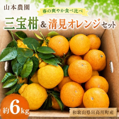 春の爽やか食べ比べ「三宝柑&清見オレンジ」セット 約6kg 和歌山県日高川町産/みかん