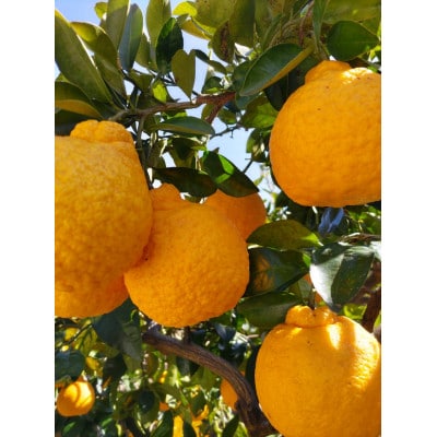 春の爽やか食べ比べ「三宝柑&清見オレンジ」セット 約6kg 和歌山県日高川町産/みかん