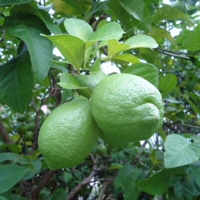 【産直】和歌山産グリーンレモン約3kg(サイズ混合)(日高川町)