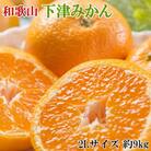 【産直・秀品】和歌山下津みかん約9kg(2Lサイズ) (日高川町)