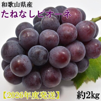 【新鮮・産直】和歌山かつらぎ町産のたねなしピオーネ約2kg【2026年度発送分】(日高川町)