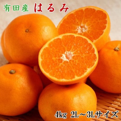 【厳選・濃厚】紀州有田産のはるみ約4kg(サイズおまかせ)(日高川町)