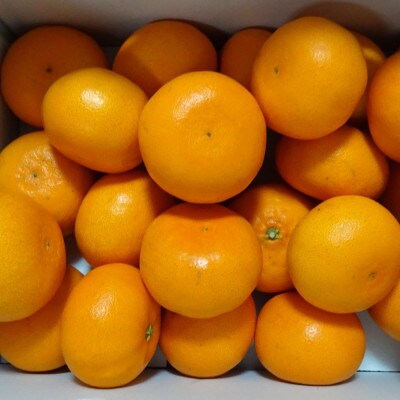 一度は食べていただきたい「有田産のせとか」約4kg～5kg (サイズおまかせ・青秀以上)【日高川町】