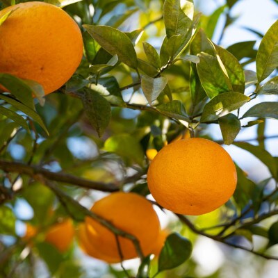 一度は食べていただきたい「有田産のせとか」約4kg～5kg (サイズおまかせ・青秀以上)【日高川町】