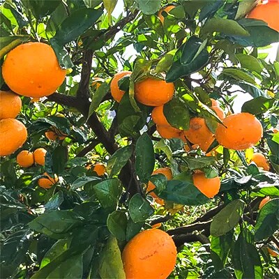 【果汁たっぷり】迫力満点! 大粒 有田みかん 　約10kg