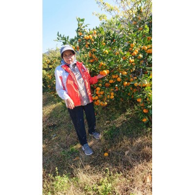 みかん(宮川早生)10kg　SSサイズ