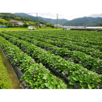 和歌山のサツマイモ在来種　厳選5kg