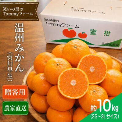 11月下旬から発送【贈答用・秀品】宮川早生みかん 10kg(2S～2L)