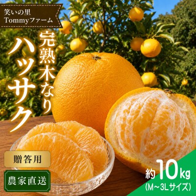 【2027年3月より順次発送】完熟 木なり八朔 贈答用 秀品 約10kg(M～3Lサイズ)