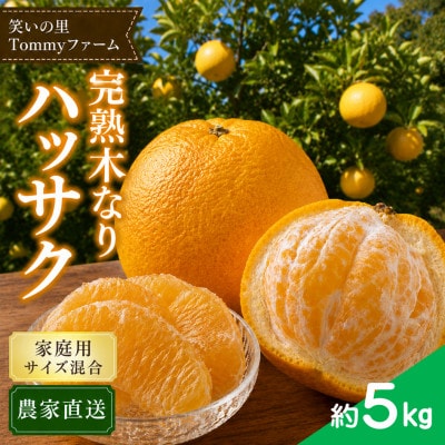 【2027年3月より順次発送】完熟 木なり八朔　約5kg(家庭用・サイズ混合)