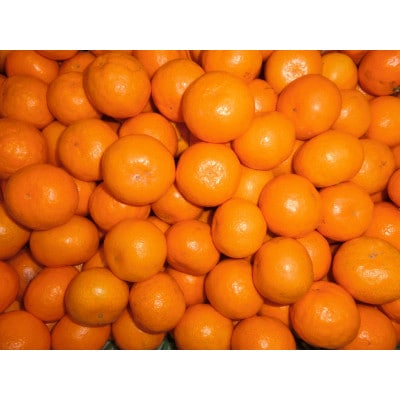 【発送月固定定期便】【2026年10月・12月発送】旬を味わうみかん定期便(各5kg)全2回