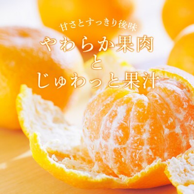 温州みかん先行予約!和歌山県産ミカン約5kg(40個～60個入)秀品　味に自信あり!こだわり農家厳選