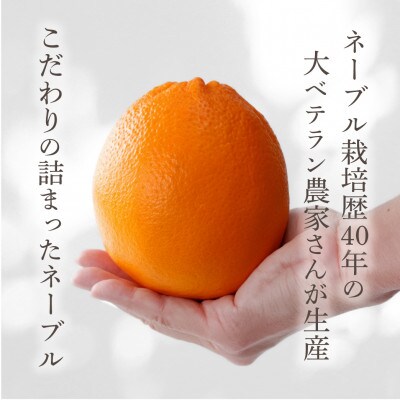 先行予約! 和歌山県産ネーブル 約4kg　大玉!(8個～9個)秀品 こだわり農家厳選!