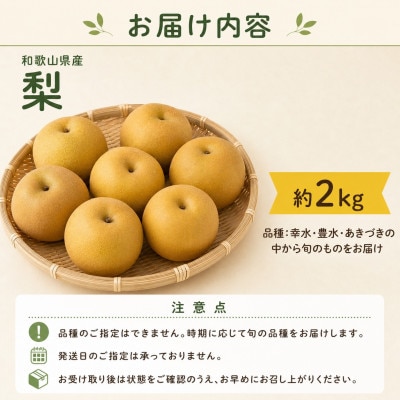 紀州和歌山産の梨　約2kg　化粧箱入