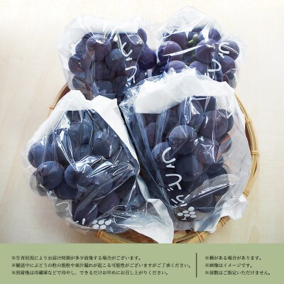 紀州和歌山産ピオーネ　約2kg