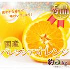 秀品　希少な国産バレンシアオレンジ　約5kg