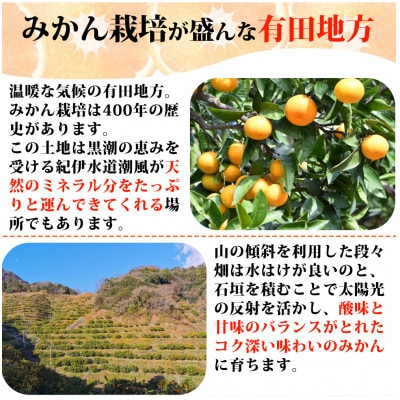 とにかくジューシー清見オレンジ　2.5kg