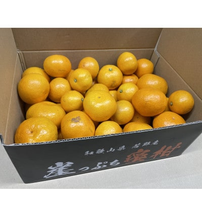 【11月下旬から順次発送】若野産崖っぷち蜜柑　家庭用　5kg