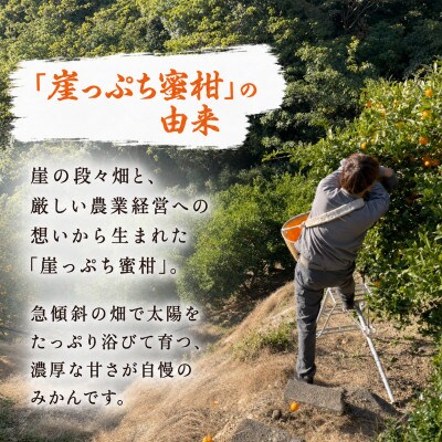 【11月下旬から順次発送】若野みかん「崖っぷち蜜柑」 約3kg 家庭用/和歌山県日高川町産