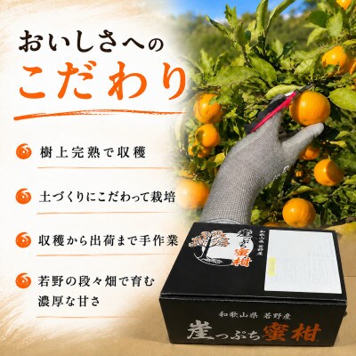 【11月下旬から順次発送】若野みかん「崖っぷち蜜柑」 約3kg 家庭用/和歌山県日高川町産