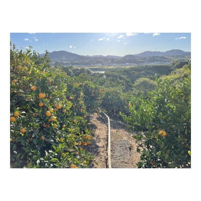 【家庭用・サイズ混合】　訳あり　若野みかん(約5kg)