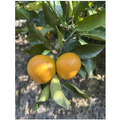 【家庭用・サイズ混合】　訳あり　若野みかん(約5kg)