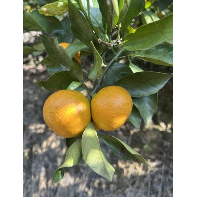 【家庭用・サイズ混合】　訳あり　若野みかん(約3kg)