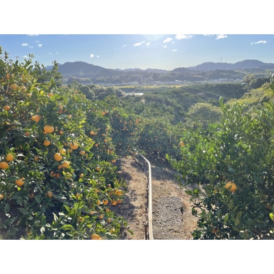 【小粒・サイズ2S以下】若野みかん(約5kg)