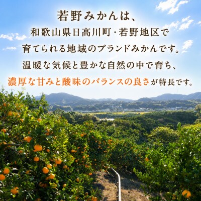 【12月発送】家庭用 小粒( 2S〜3S)　完熟!若野みかん 約5kg 和歌山県日高川町産